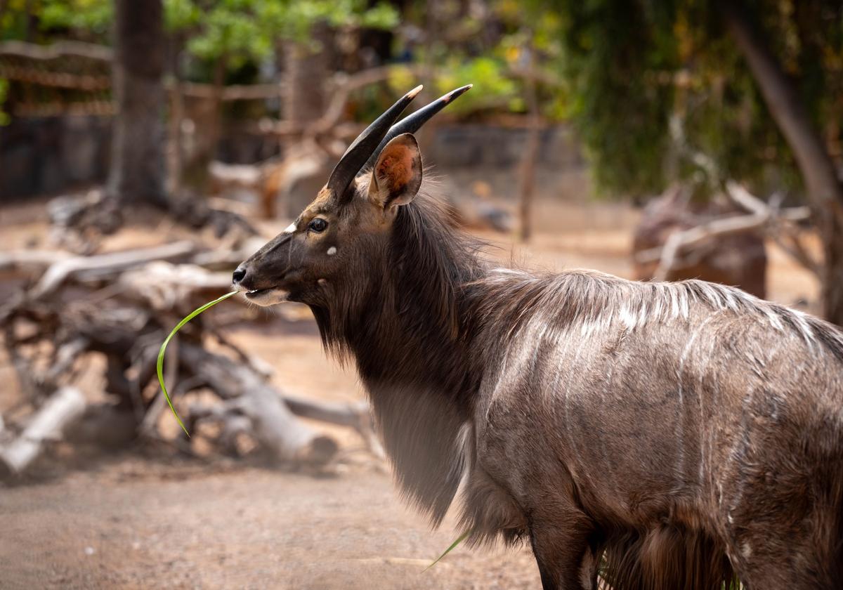 Los cuatro animales llegaron a La Lajita el pasado 15 de abril. En la imagen, uno de los machos niala.