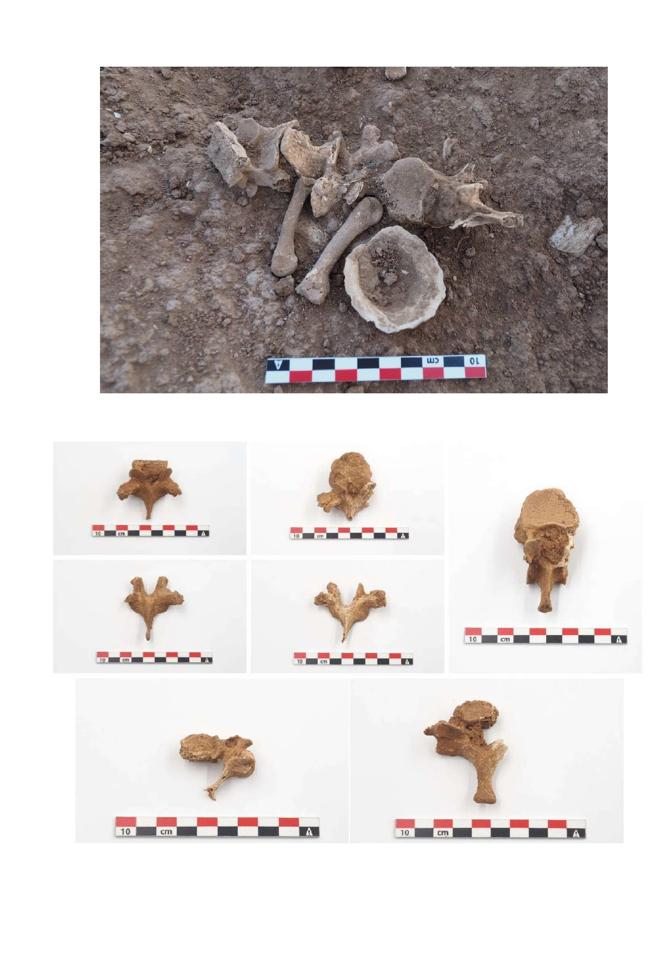 Huesos encontrados en el yacimiento funerario de El Matorral, en la rosa de Abajo, en el municipio de Puerto del Rosario.