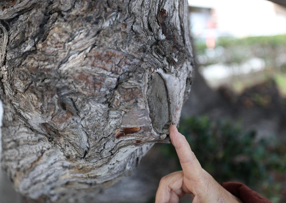 Imagen secundaria 1 - Valla junto al árbol, punto contra el que se golpeó la vecina y una imagen tras su caída.