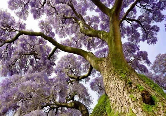 Ejemplar de Paulownia.