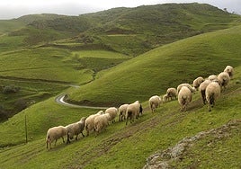Gran Canaria, diversidad agraria