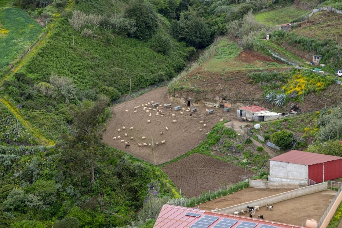 La primavera reverdece Gran Canaria