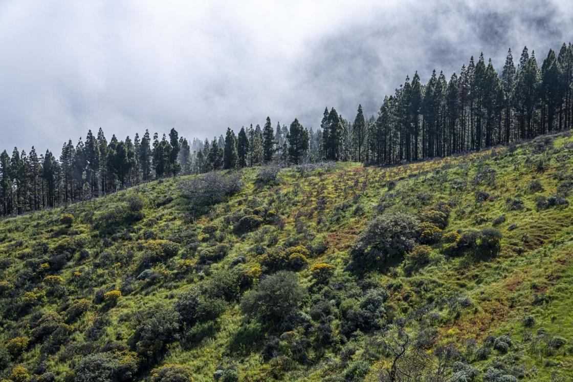 La primavera reverdece Gran Canaria