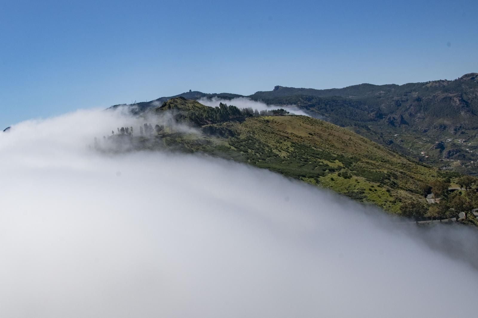 La primavera reverdece Gran Canaria