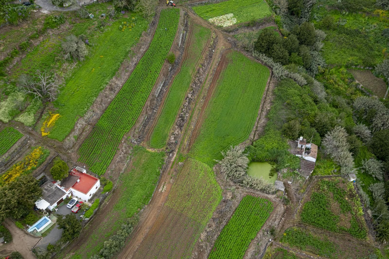 La primavera reverdece Gran Canaria