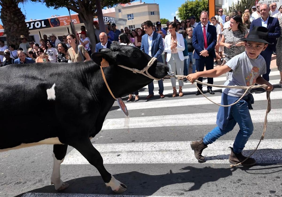 Más de 200 animales se congregan en el Cruce de Arinaga en la feria de ganado