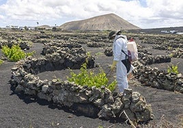 Labores de cuidado de parras en una zona próxima a Montaña Blanca y El Islote.