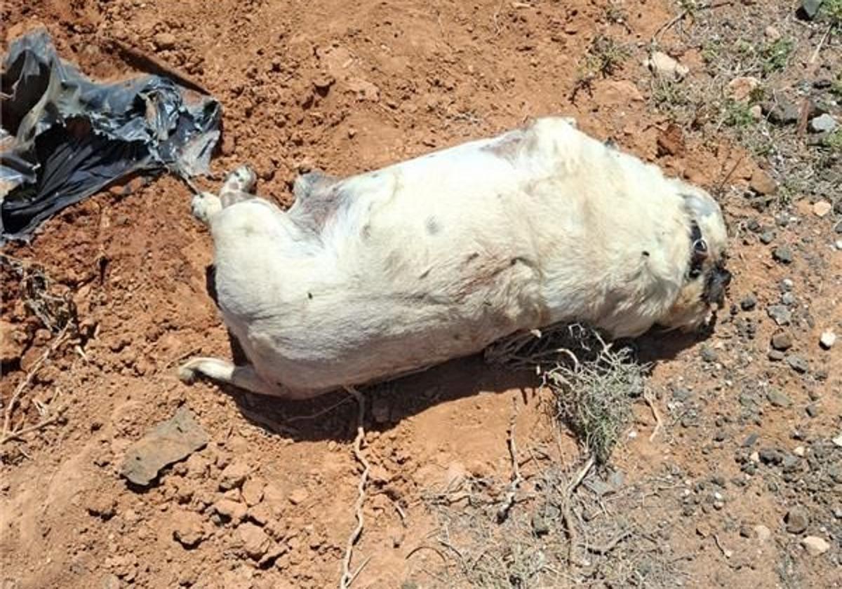 La Guardia Civil identifica a la dueña de un perro que enterró su cadáver en vía pública
