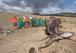 En las entrañas del rorcual común