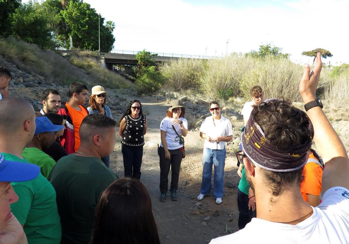 Jóvenes voluntarios luchan contra el rabo de gato en Fataga