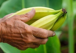 Plátanos