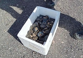 Lapas incautadas en Gran Canaria.