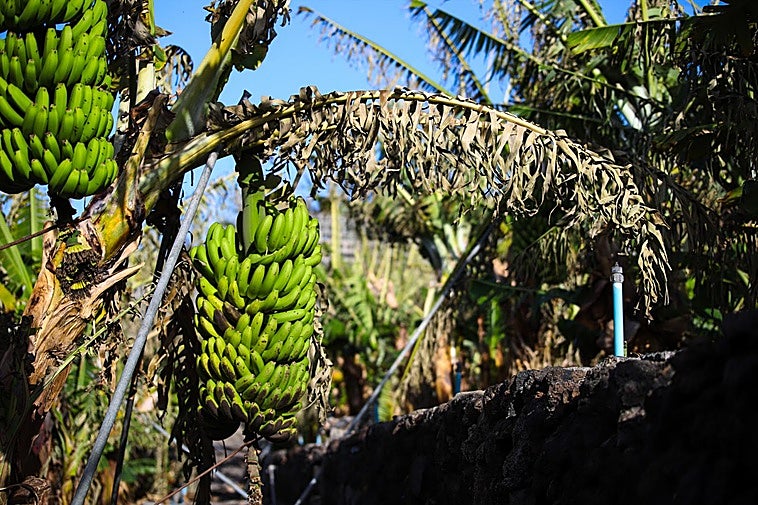 Imagen de archivo de piñas de plátano en una finca ubicada en La Palma.