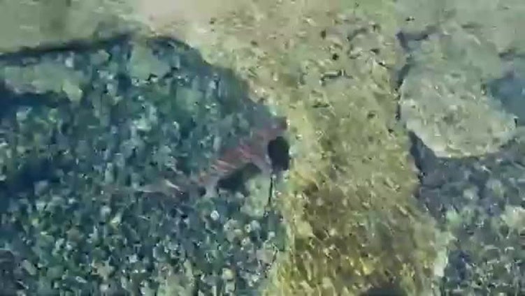 Avistan un tiburón en las piscinas naturales de El Altillo, en Moya