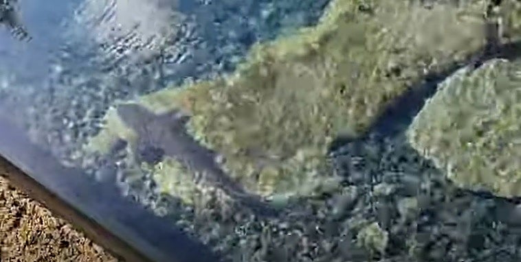 Imagen del tiburón en las piscinas de El Altillo, Moya.