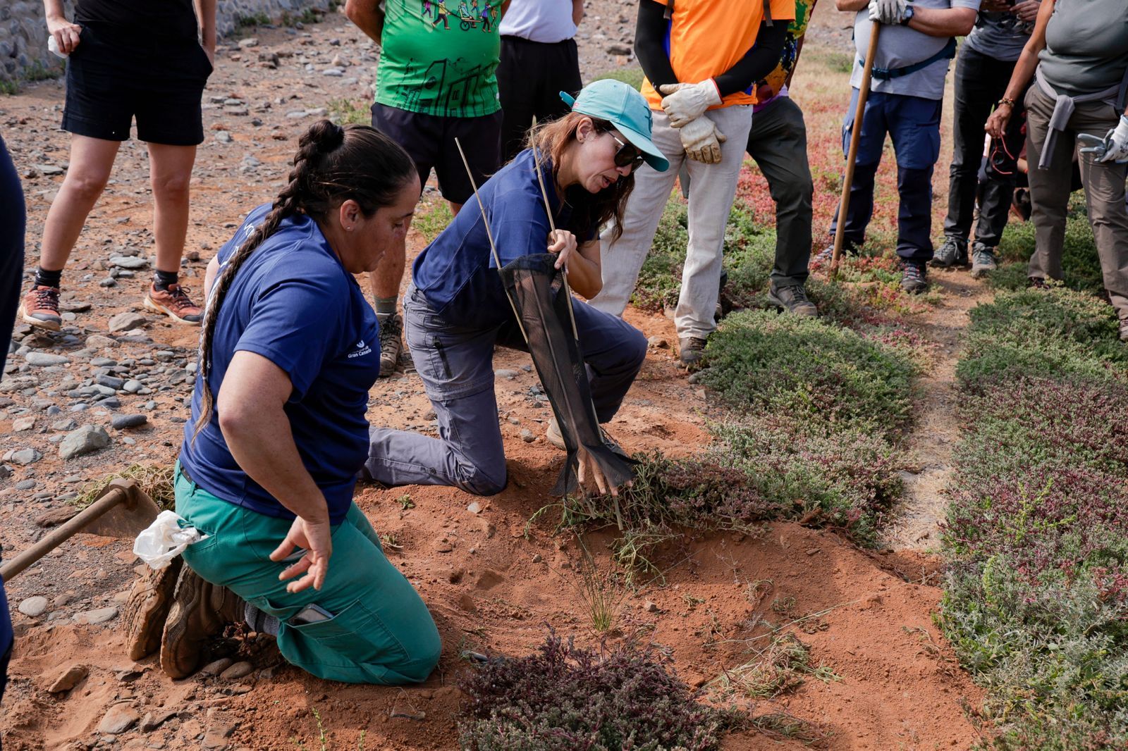 Jornada verde: imágenes de la reforestación con voluntarios en Gran Canaria