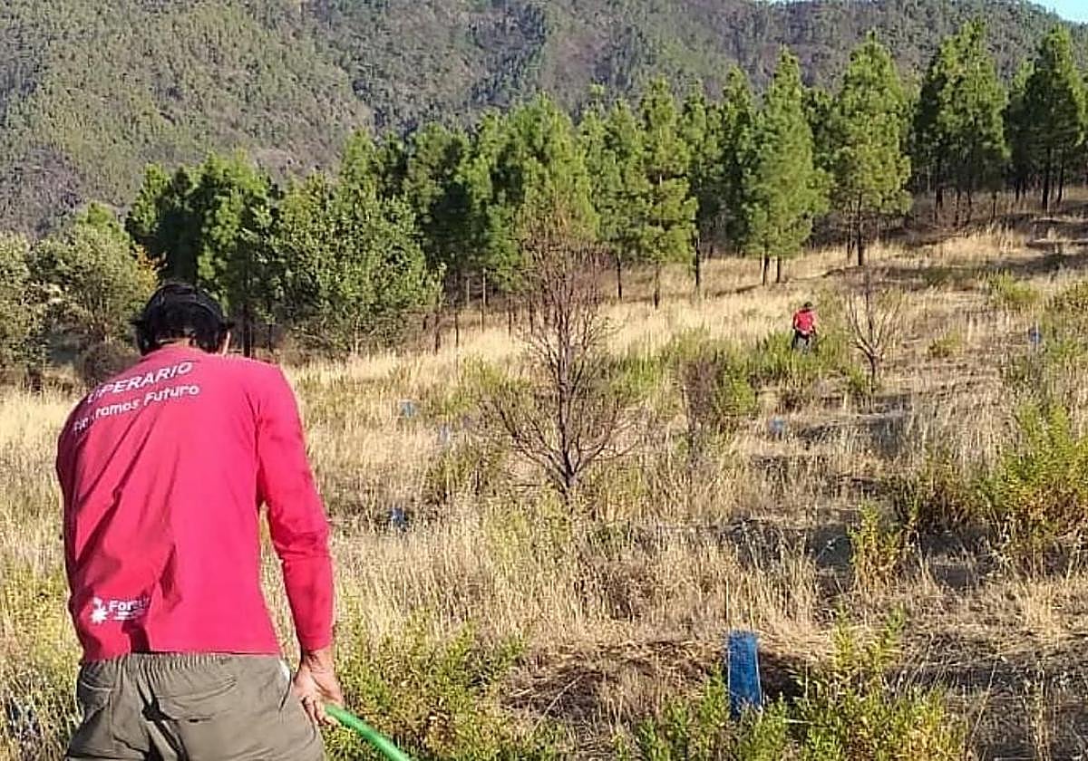 Imagen de archivo de trabajos forestales en la finca de Vega de Las Cruces de Artenara.