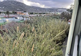 El cañaveral ha crecido tanto que se ha pegado a las paredes del centro sociosanitario.