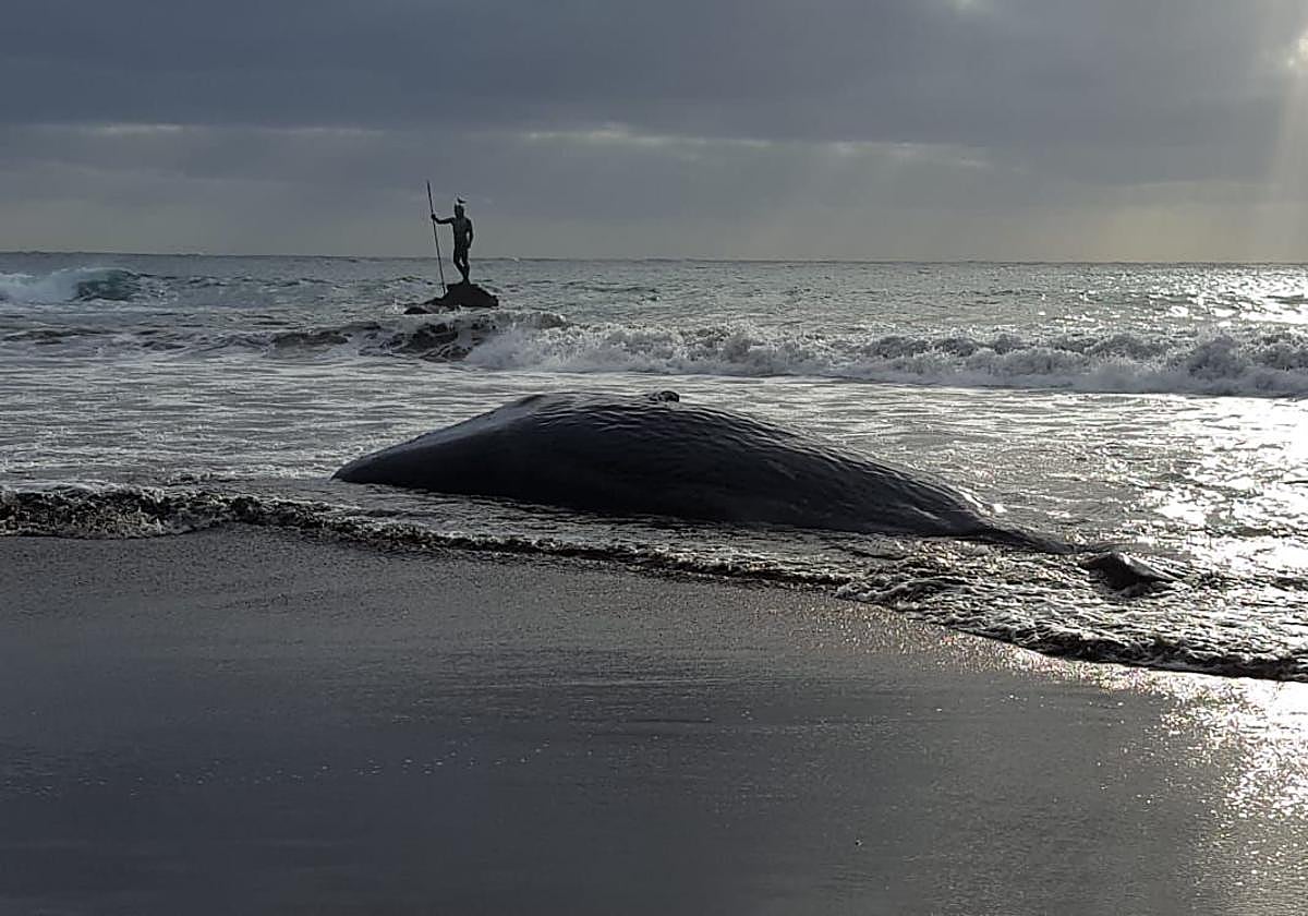 Cetáceo muerto hallado en las costas de Gran Canaria en 2019.