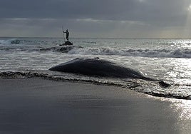 Cetáceo muerto hallado en las costas de Gran Canaria en 2019.