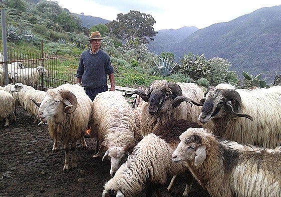 Juan Félix Medina con algunos ejemplares de su ganado en los Altos de Gáldar.