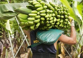 Plátano cultivado en La Palma.