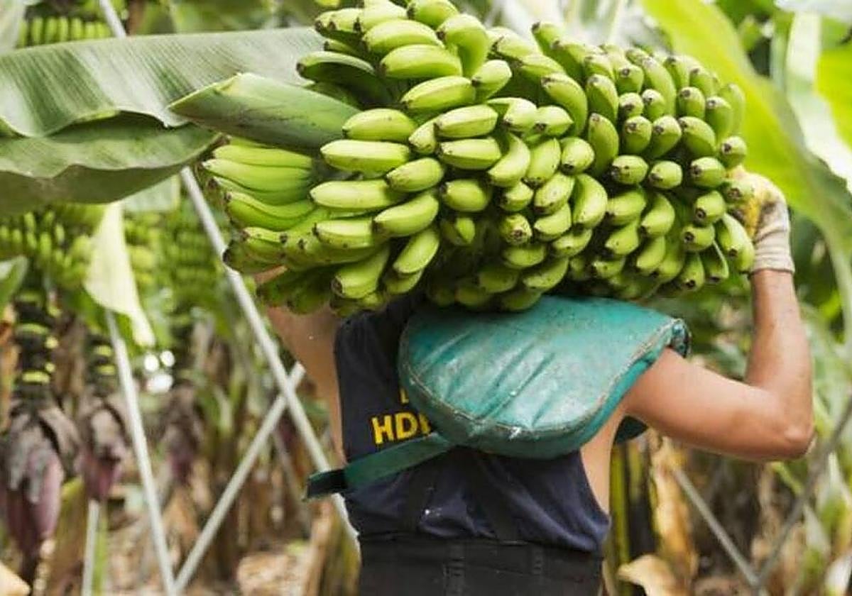 Plátano cultivado en La Palma.