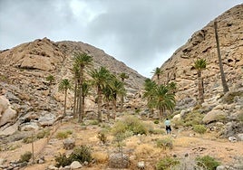 Palmeral centenario de las Peñitas, en Buen Paso, en los municipios de Pájara y Betancuria.