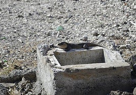 Uno de los ejemplares, este jueves en Arauz.