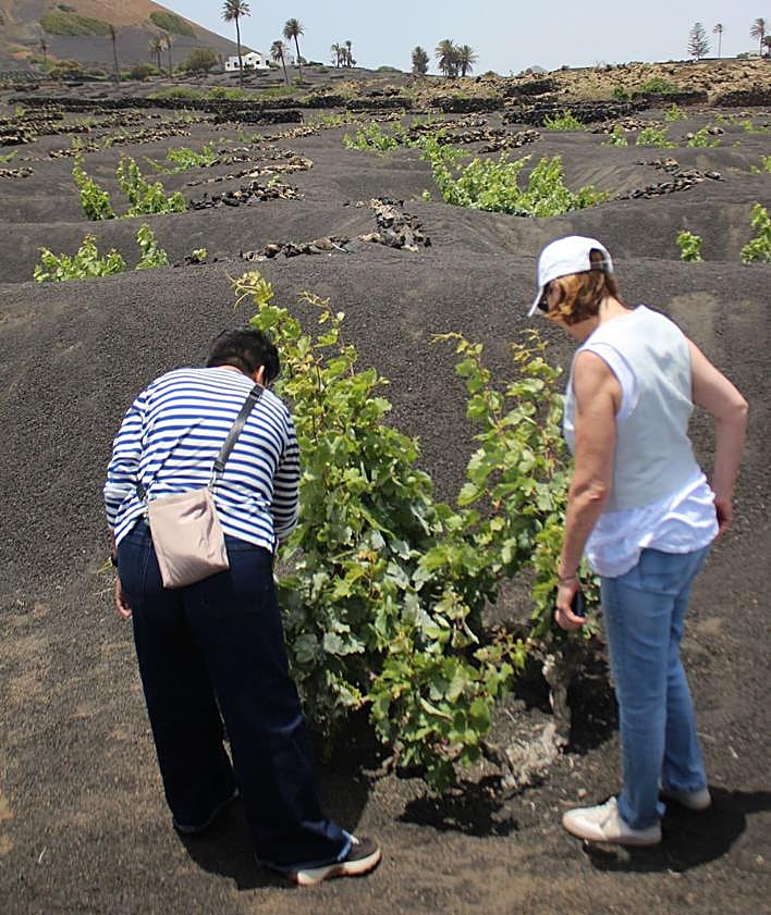 Imagen secundaria 2 - Alta gastronomía en los 250 años de Bodegas El Grifo