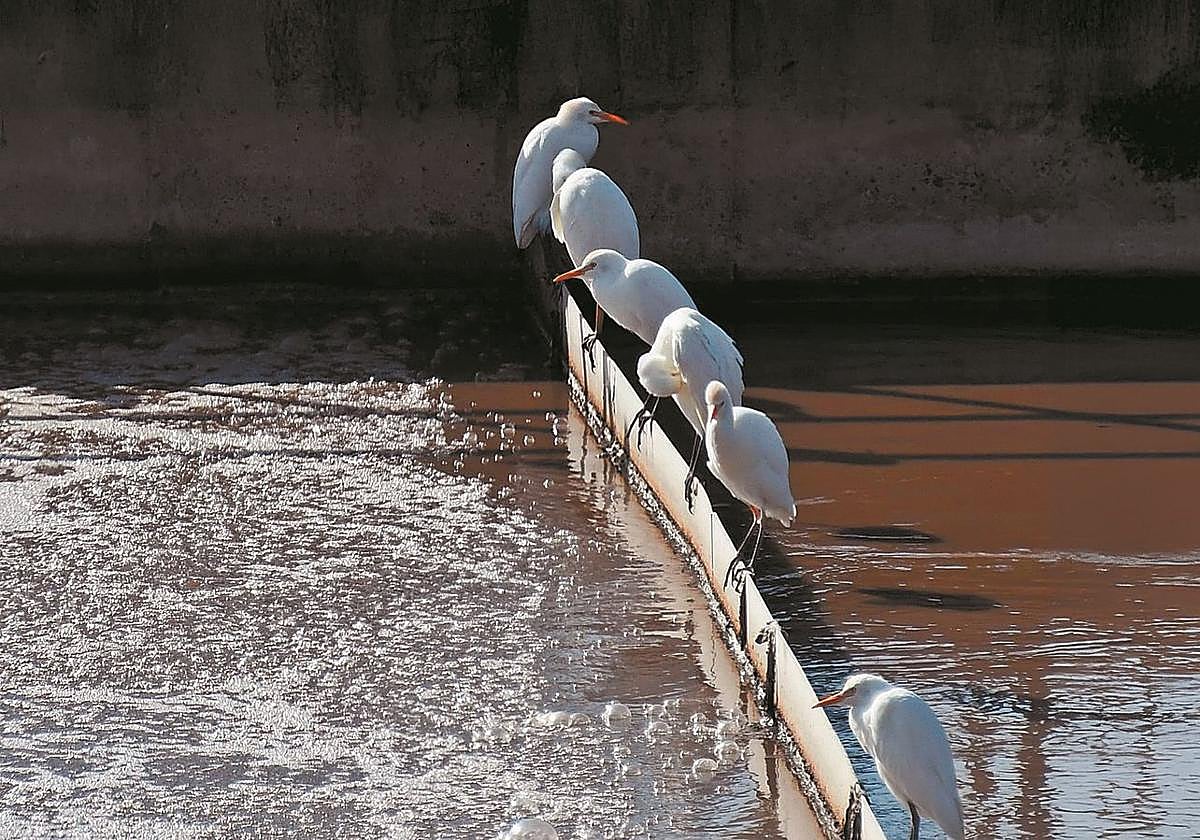 Aprender de la naturaleza para enfrentar el desafío climático