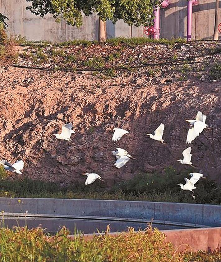 Imagen secundaria 2 - Aprender de la naturaleza para enfrentar el desafío climático