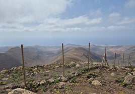 Así quedó la nueva valla de protección de los endemismos del pico de la Zarza, en el municipio de Pájara.