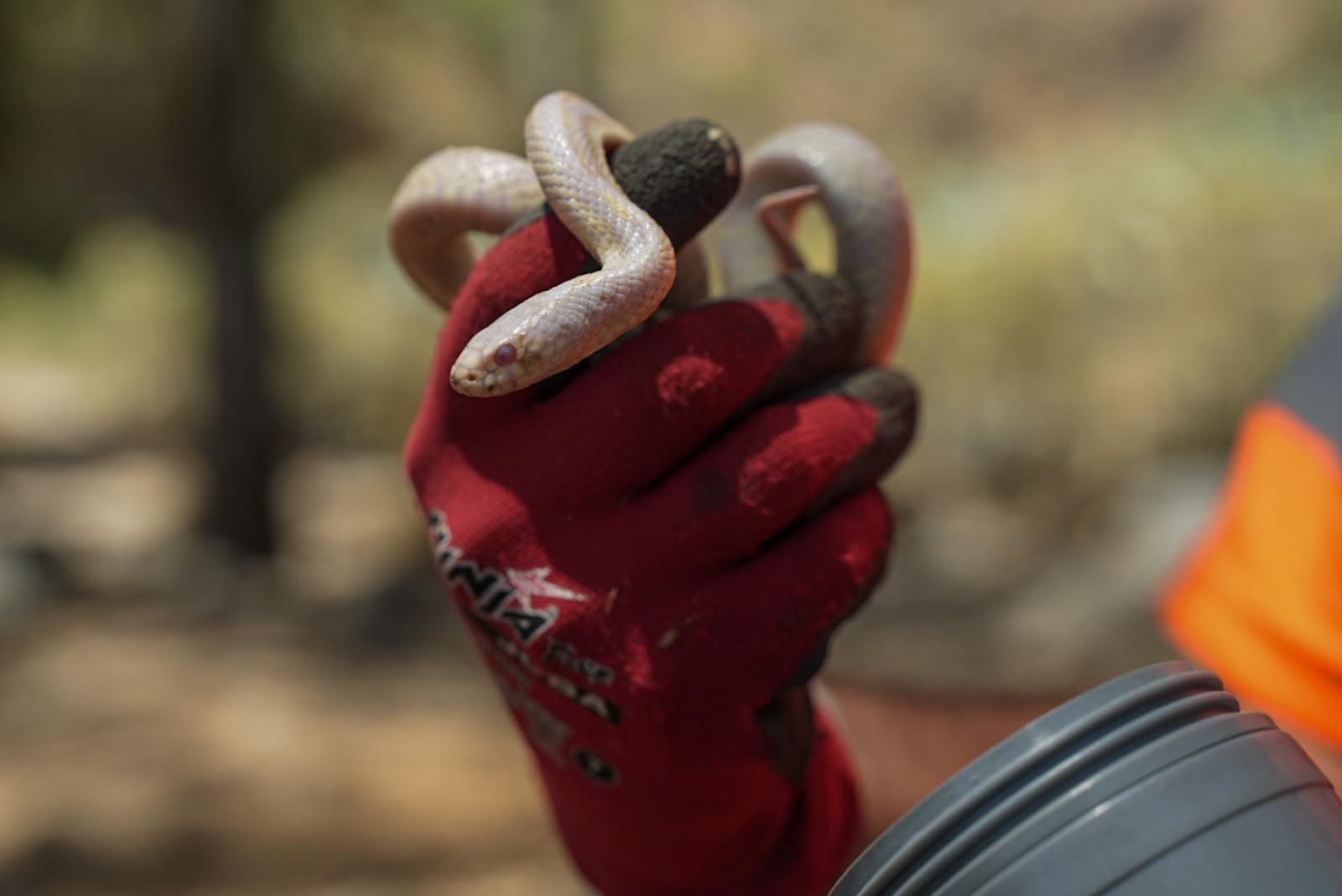 Así entrenan a los perros de Gesplan para encontrar serpientes invasoras en Gran Canaria