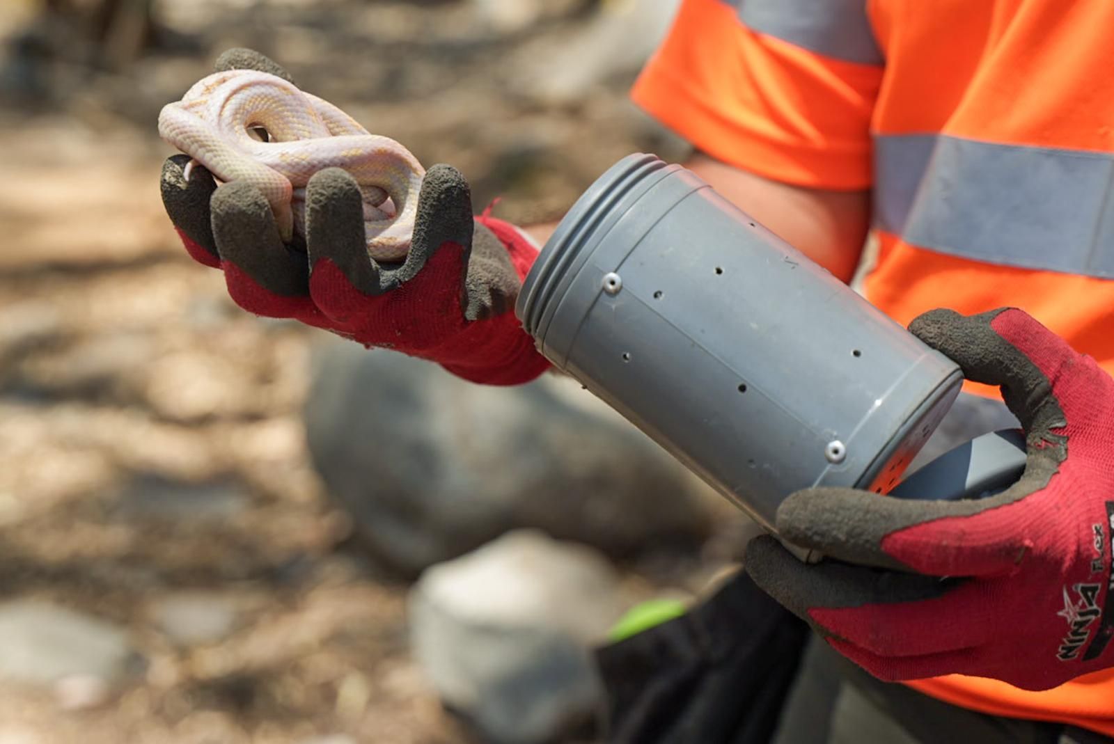 Así entrenan a los perros de Gesplan para encontrar serpientes invasoras en Gran Canaria