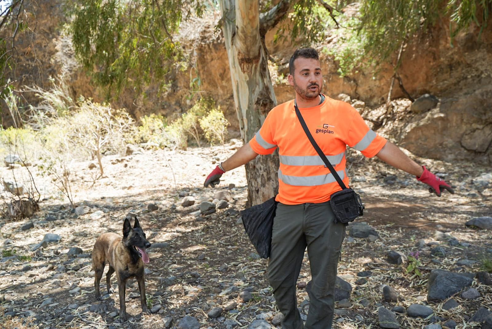 Así entrenan a los perros de Gesplan para encontrar serpientes invasoras en Gran Canaria