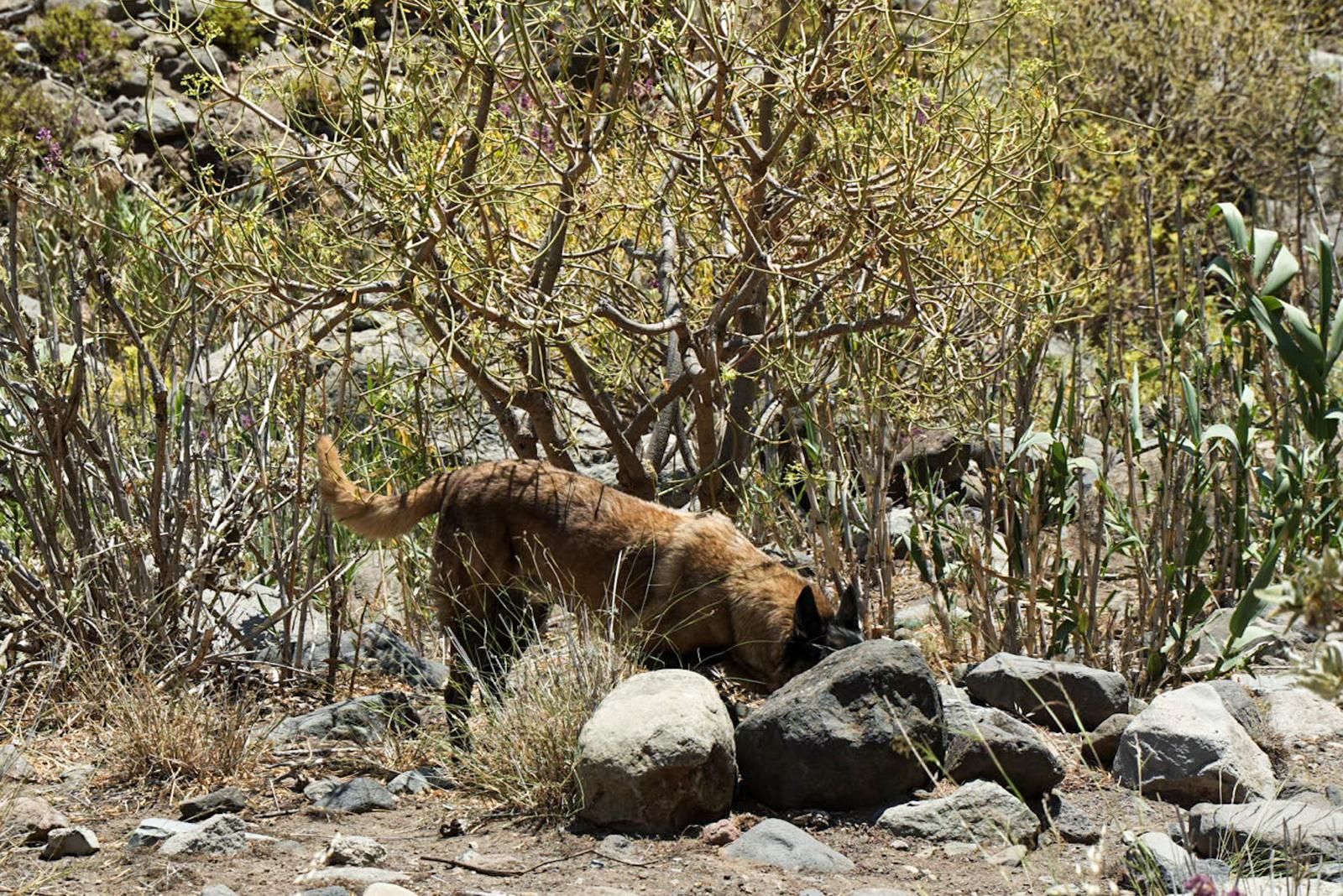 Así entrenan a los perros de Gesplan para encontrar serpientes invasoras en Gran Canaria