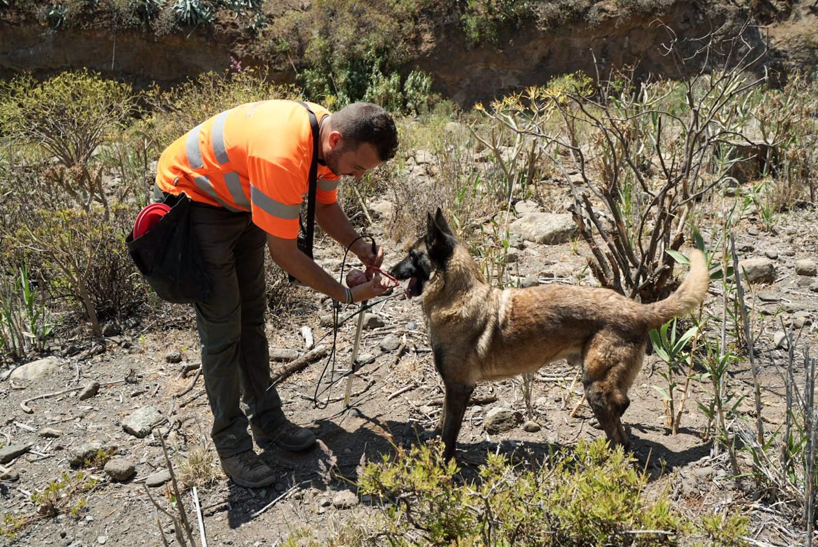 Así entrenan a los perros de Gesplan para encontrar serpientes invasoras en Gran Canaria
