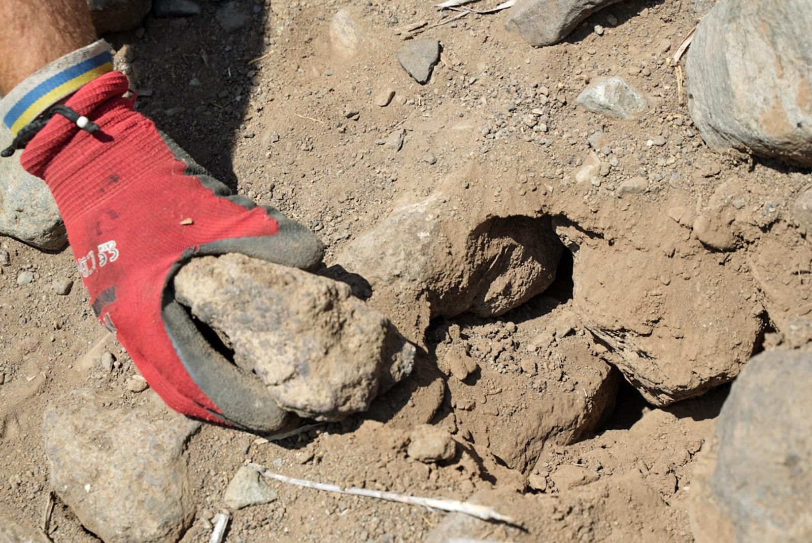 Así entrenan a los perros de Gesplan para encontrar serpientes invasoras en Gran Canaria