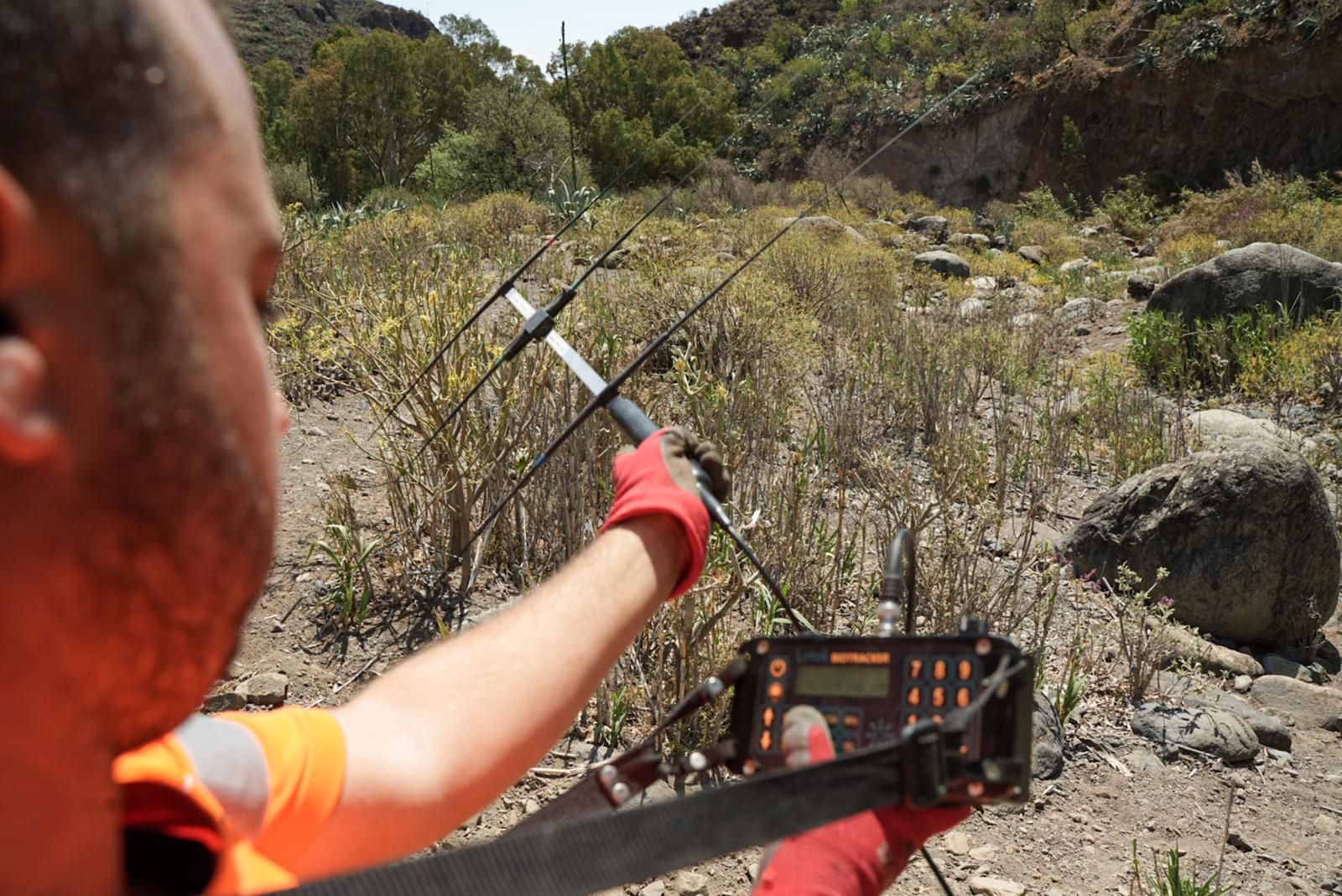 Así entrenan a los perros de Gesplan para encontrar serpientes invasoras en Gran Canaria