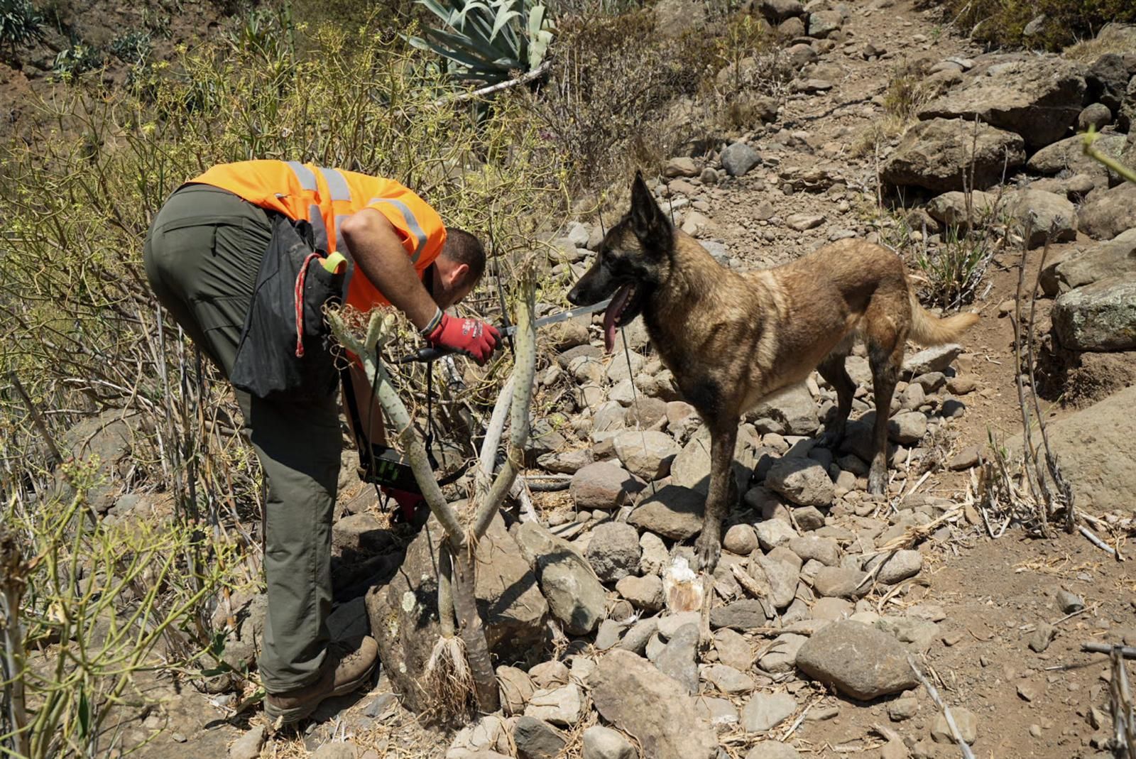 Así entrenan a los perros de Gesplan para encontrar serpientes invasoras en Gran Canaria