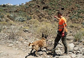 Así entrenan a los perros de Gesplan para encontrar serpientes invasoras en Gran Canaria