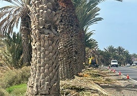 Trabajos de poda en el acceso a Gran Tarajal.