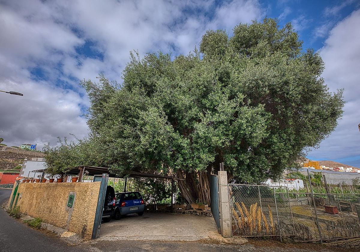 Imagen principal - Acebuche de Llano Parra, encina de Los Picachos y palmera de las mil hojas.
