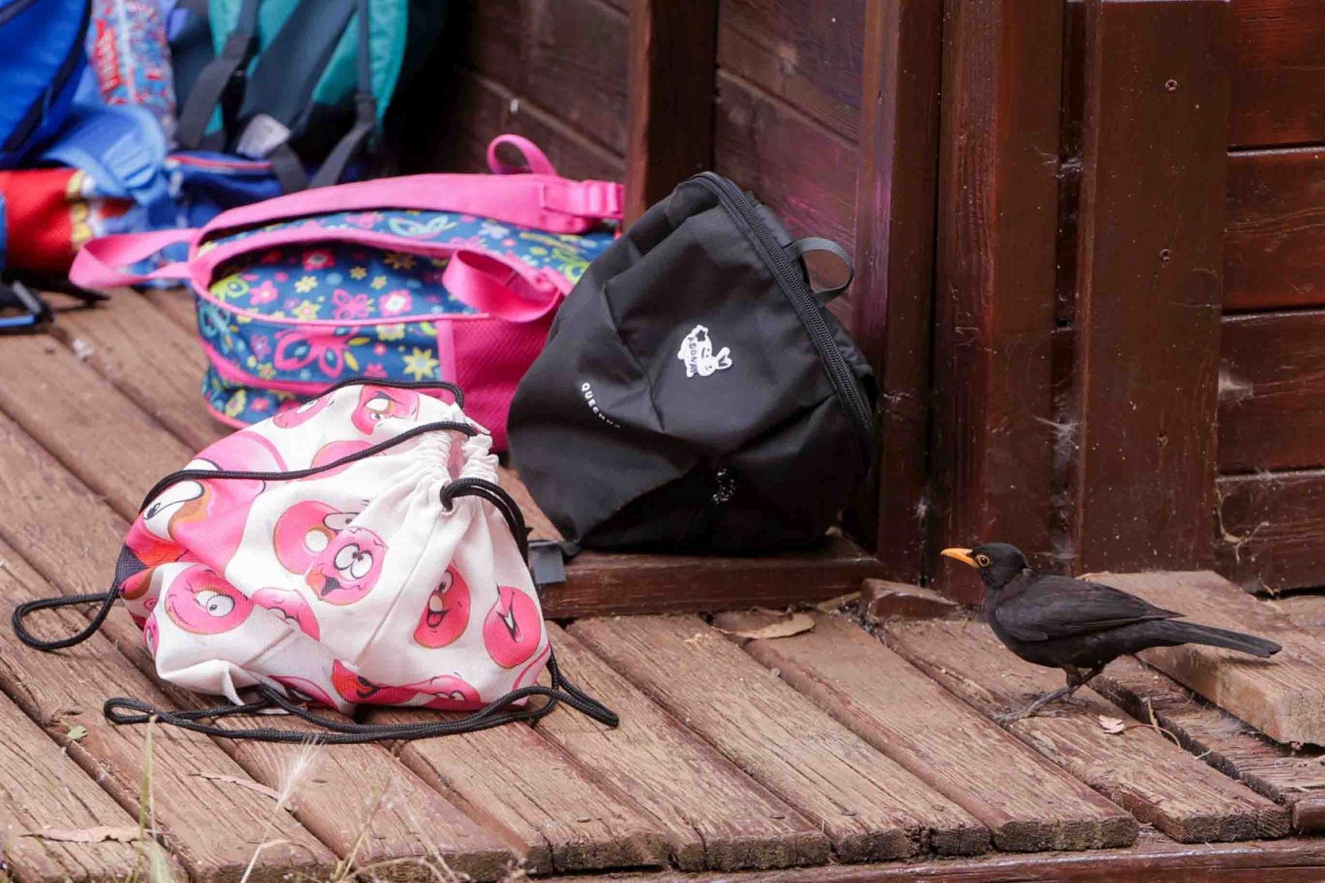 Imágenes del proyecto Brinzal elaborado por el alumnado de Canarias