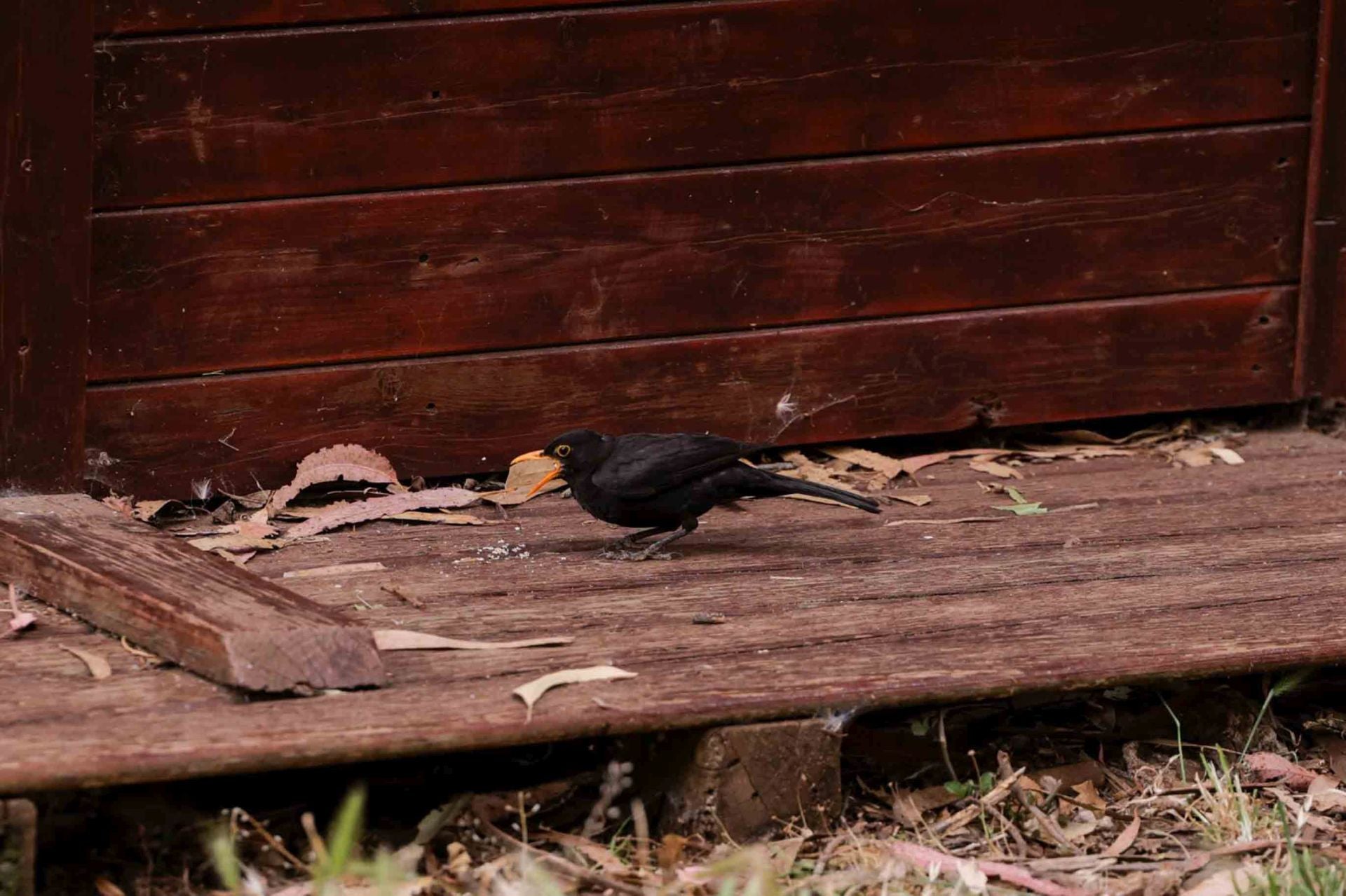 Imágenes del proyecto Brinzal elaborado por el alumnado de Canarias