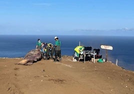 Un momento de la necropsia que se realizó en El Hierro.