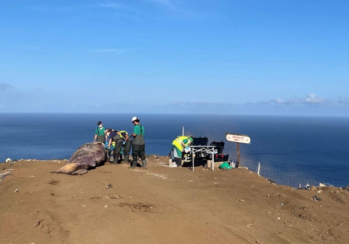 Un momento de la necropsia que se realizó en El Hierro.
