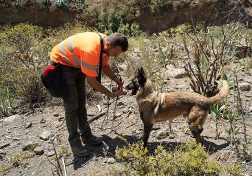 Russel, el perro detector de serpientes que protege el ecosistema de Gran Canaria