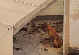 Imagen de uno de los perros.